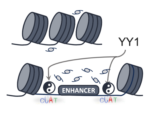 ATAC-seq