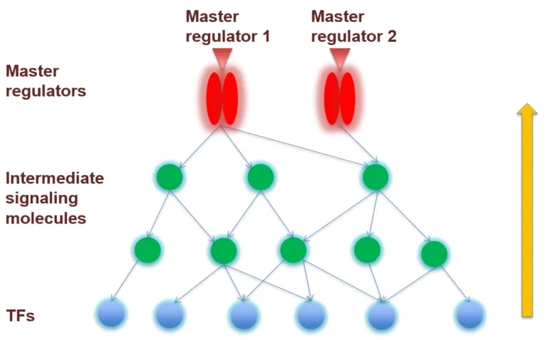 Upstream Analysis: Identifying Master Switches in Gene Regulation Master Regulators