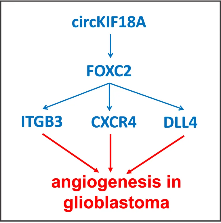 FOXC2 in glioblastoma FOXC2 In Glioblastoma 768x774 1