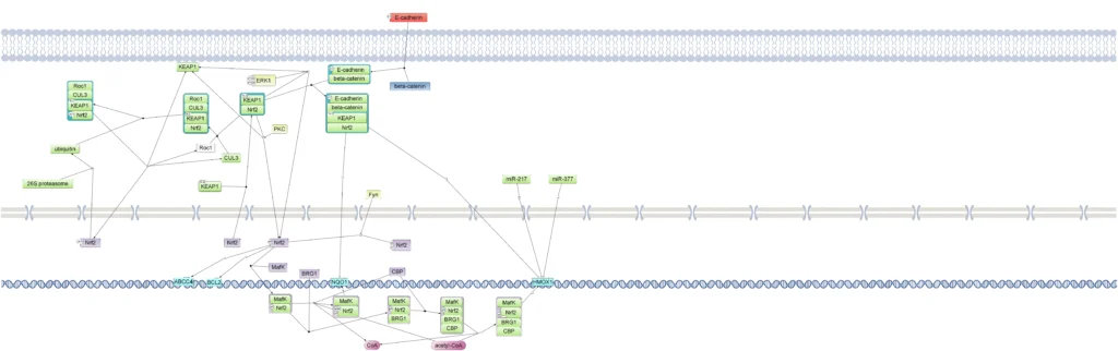 NRF2/MAFG heterodimer in hepatocellular carcinoma (HCC) Nrf2 Pathway In TRANSPATH Database 1 1024x322