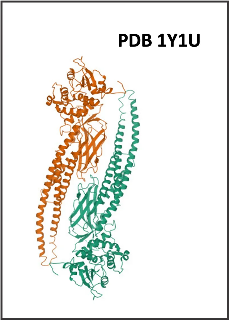 STAT5A in hepatocellular carcinoma (HCC) PDB 1Y1U 731x1024 1