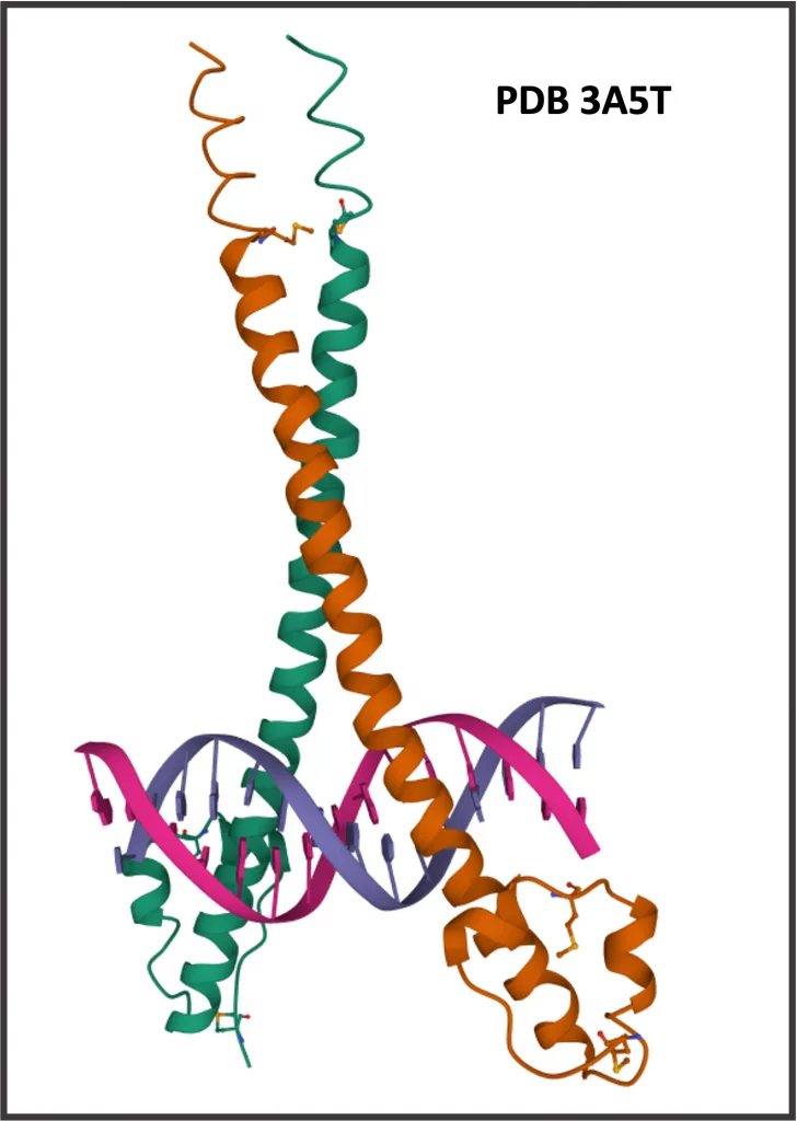 NRF2/MAFG heterodimer in hepatocellular carcinoma (HCC) PDB 3A5T 728x1024 1