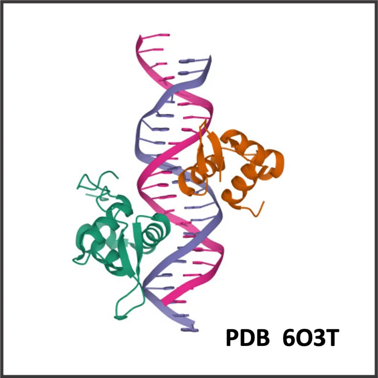 FOXC2 in glioblastoma PDB 6O3T 768x768 1