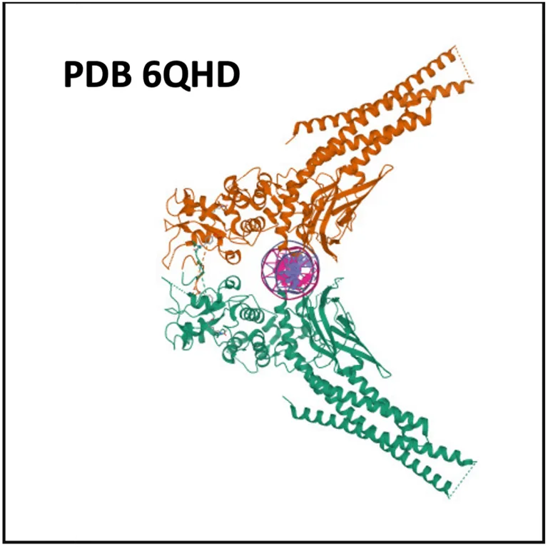 Sp1, STAT3, IRF1 in colorectal cancer (CRC) PDB 6QHD 768x768 1