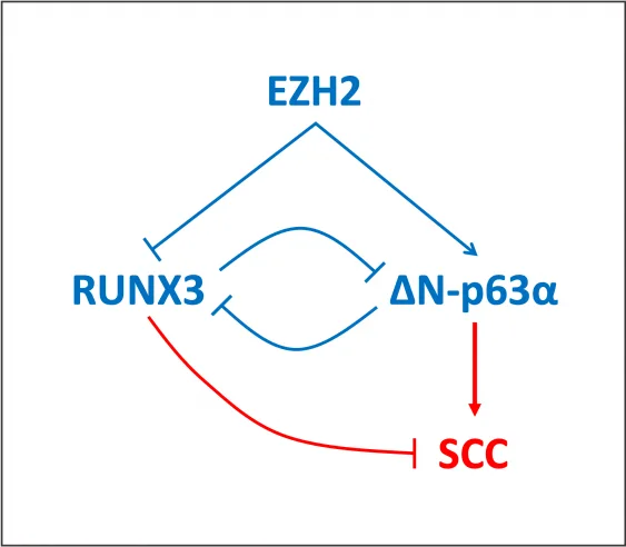 RUNX3 and deltan-p63a in squamous cell carcinoma (SCC) RUNX3 And DeltaN P63 Alpha 2 563x492 1