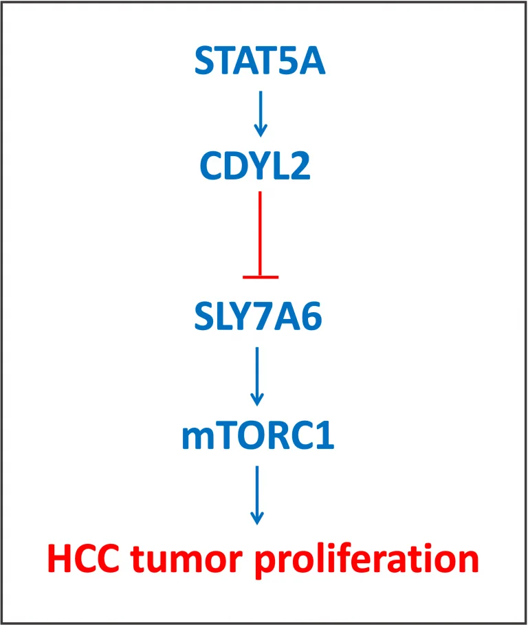 STAT5A in hepatocellular carcinoma (HCC) STAT5a HCC Tumor Proliferation 768x909 1