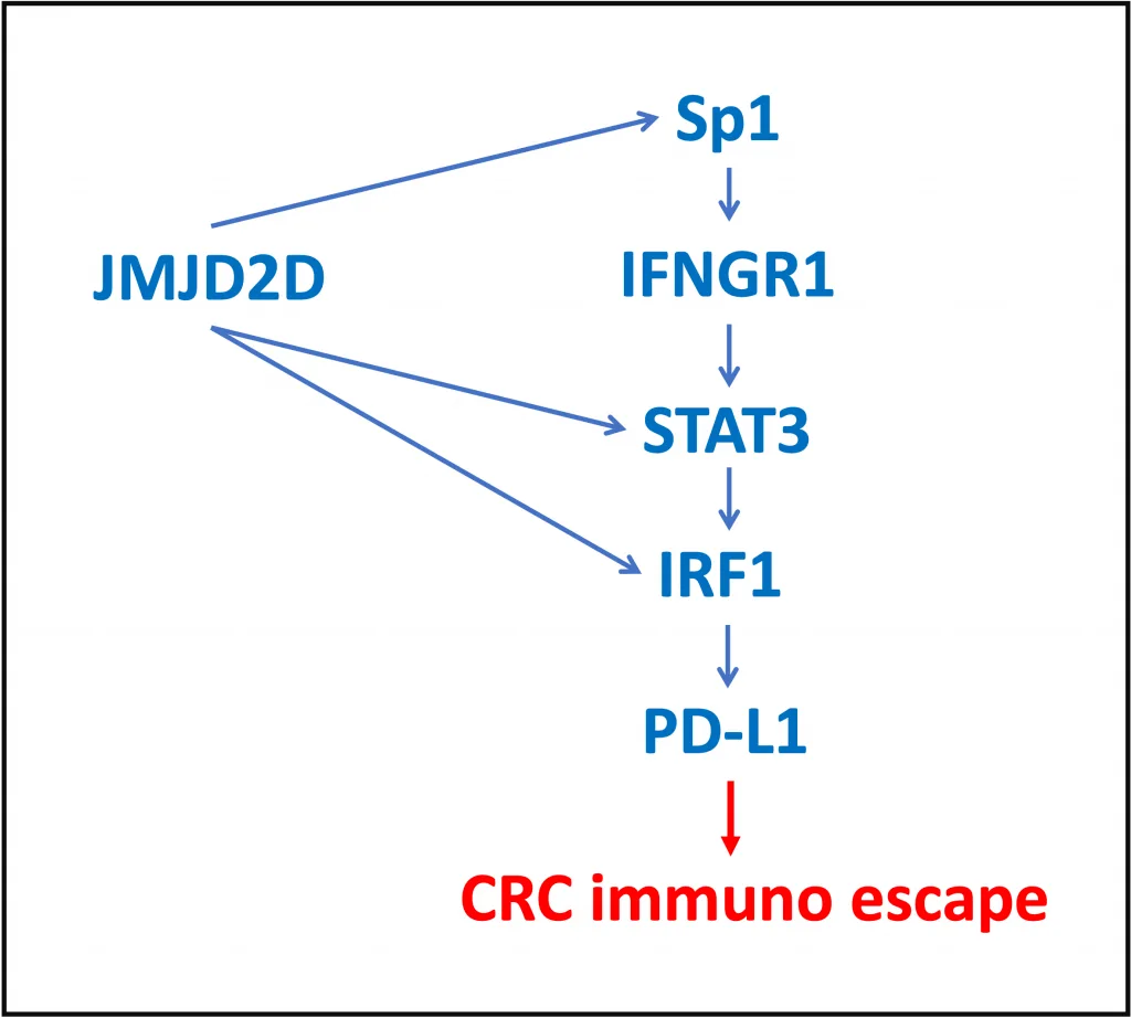 Sp1, STAT3, IRF1 in colorectal cancer (CRC) Sp1 STAT3 IRF1 In Colorectal Cancer 1024x922 1