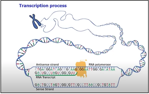 What are Transcription factors? Fig TRANSFAC Disease 2