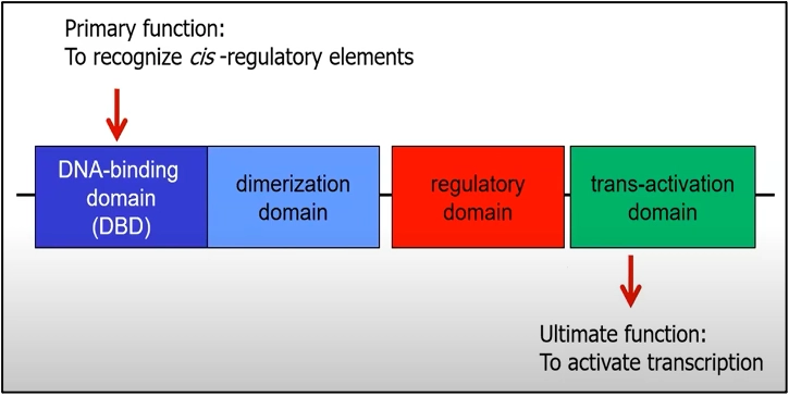 What are Transcription factors? Functions Of Transcription Factor