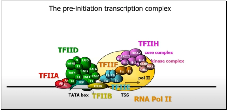 What are Transcription factors? The Pre Initiation Transcription Complex