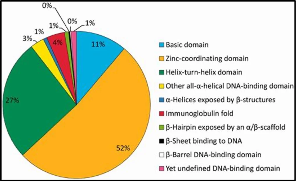 What are Transcription factors? Transcription Factor Binding Domains Distribution 1024x629
