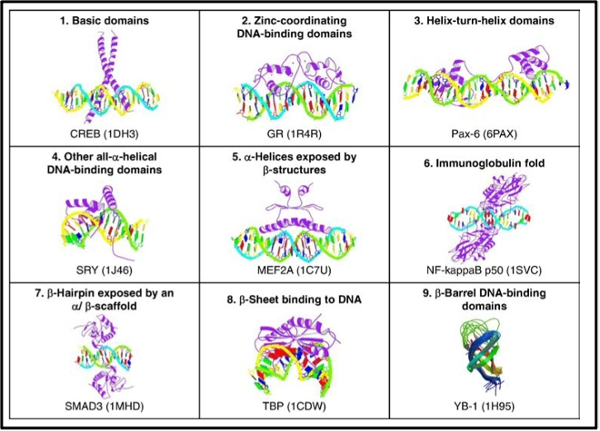 What are Transcription factors? Transcription Factor Binding Domains Examples