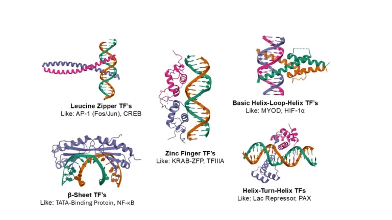 What are Transcription factors?