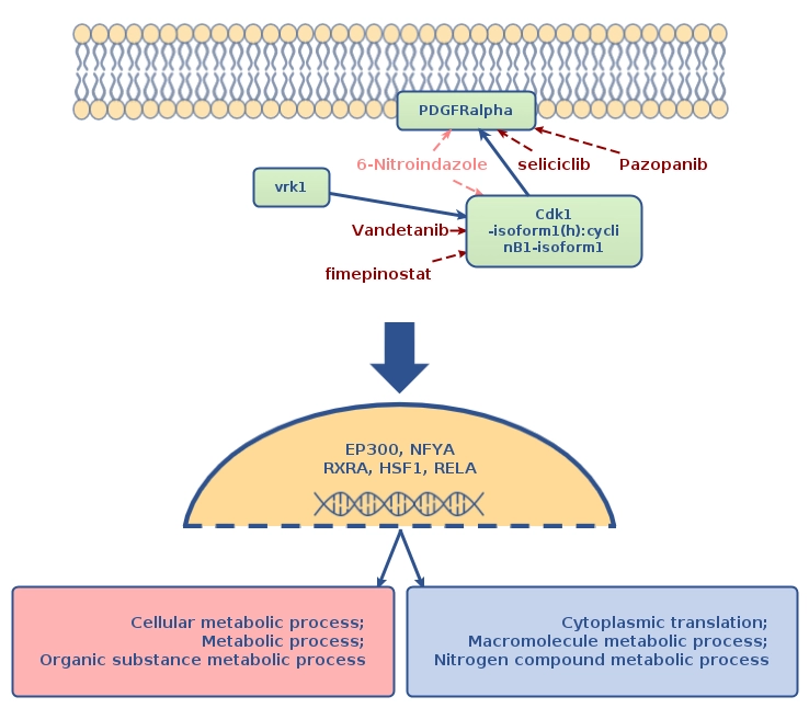 Genome Enhancer PDGFRalpha