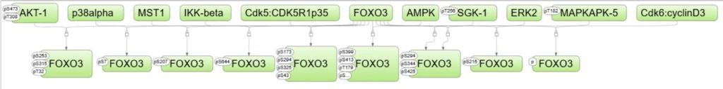 FOXO3: The Longevity Switch Inside Our Cells — Decoding the Master Regulator of Aging, Stress, and Disease FOXO3 Phosphorylation Network From TRANSPATH 1024x127