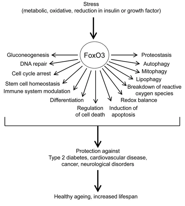 FOXO3: The Longevity Switch Inside Our Cells — Decoding the Master Regulator of Aging, Stress, and Disease Key Functions And Roles