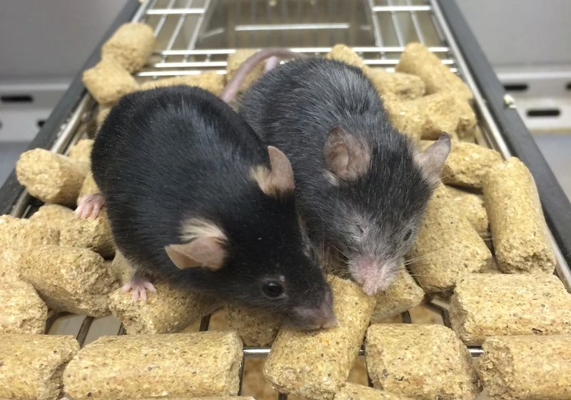 Can Transcription Factors Turn Back the Clock on Aging? rats