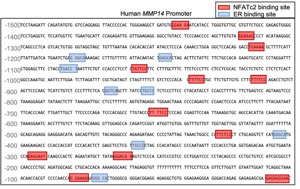 Unmasking Huntington’s Disease: From a Single Gene to a Network of Pathological Signals human mup14 promoter