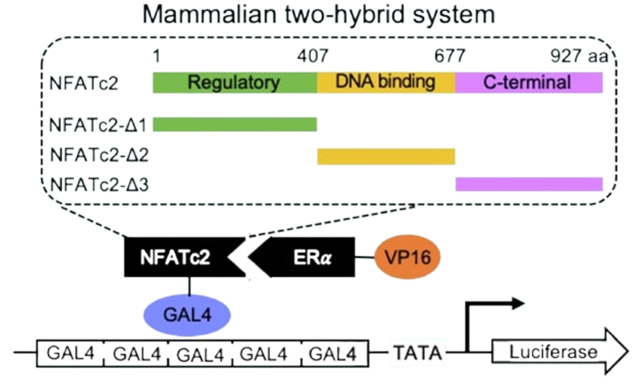 Unmasking Huntington’s Disease: From a Single Gene to a Network of Pathological Signals mammalian two hybrid system