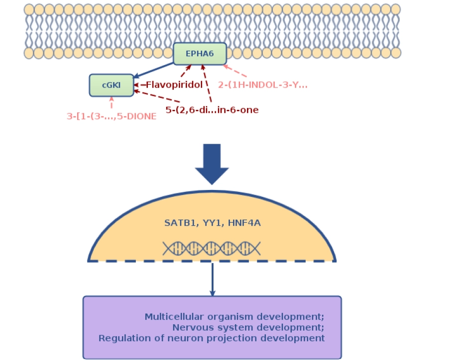 From Regulatory Networks to Longevity: A Genome Enhancer Case Study network based identification of upstream regulators and candidate compounds linked to longevity associated transcriptional control.