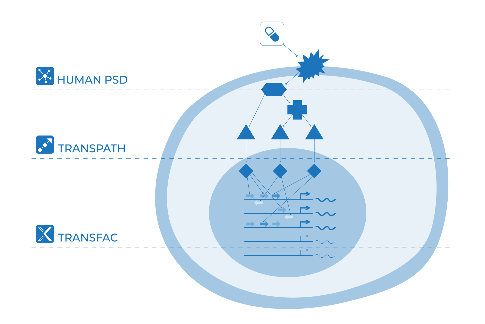 TRANSFAC The three layers on one cell: TRANSFAC in the nucleus, TRANSPATH across the signalling network, HumanPSD at the drug and disease end.